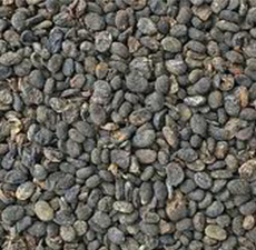 BABCHI PSORALEA SEED 